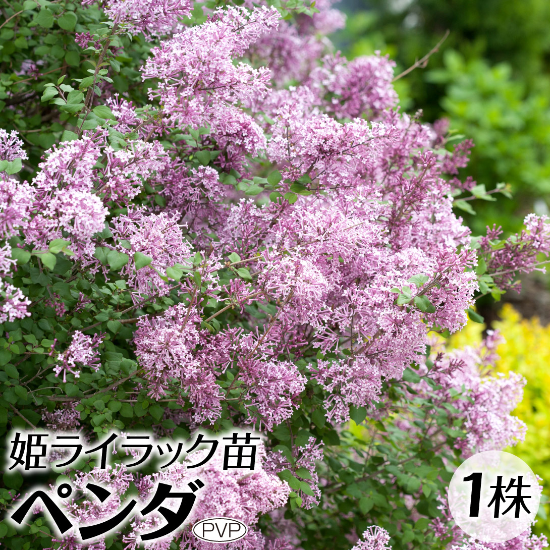 ライラック苗木 楽天市場】2025年4月開花予定ライラック苗 ライラック苗 リラの