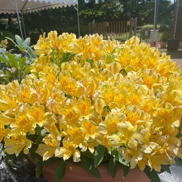 花苗 ガーデンアルストロメリア インティカンチャ ハバナ 1株