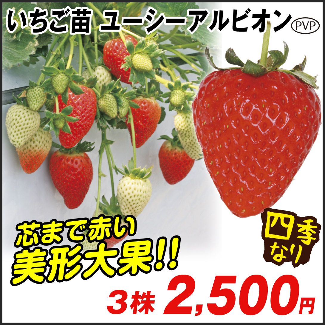 いちご苗 ユーシーアルビオンpvp 3株 家庭菜園 イチゴの苗 いちごの苗 苺 苺の苗 四季成り 甘い 高糖度 赤い 美味しい 人気 植物 Kc2qiu3joh Laoofficialgazette Gov La