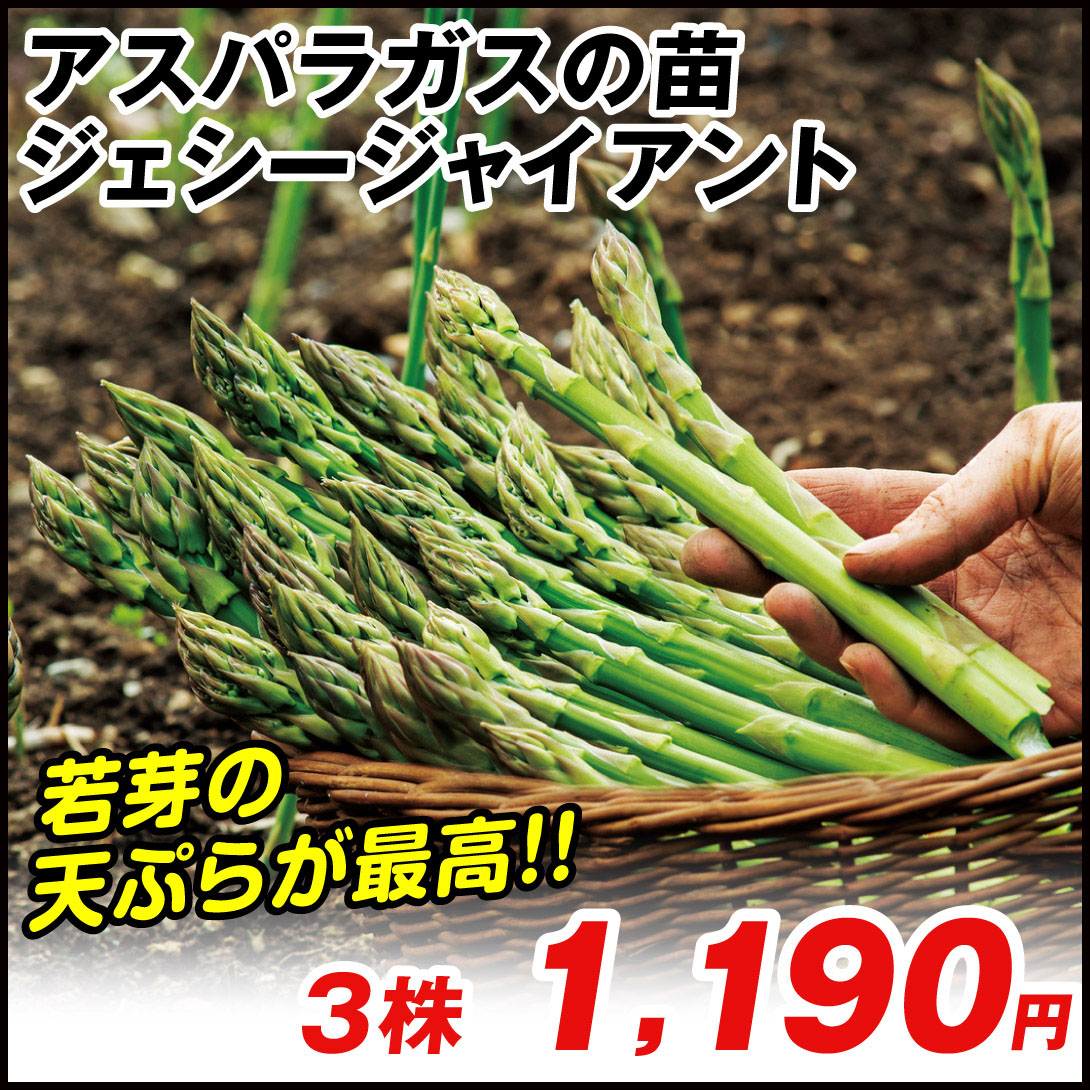 最大62%OFFクーポン 一部予約販売 有用植物苗 アスパラガス ジェシージャイアント 3株 家庭菜園 自給自足 アスパラ あすぱらがす あすぱら 豊産 多収 美味しい 人気 国華園 nanaokazaki.com nanaokazaki.com