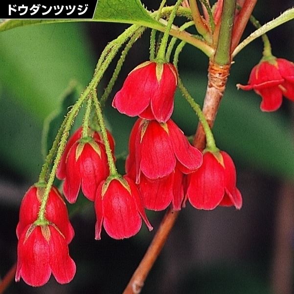 ドウダンツツジ 苗 苗木 紅更紗 2株   灯台躑躅 ドウダンツツジの苗木 庭木 植木 花木苗