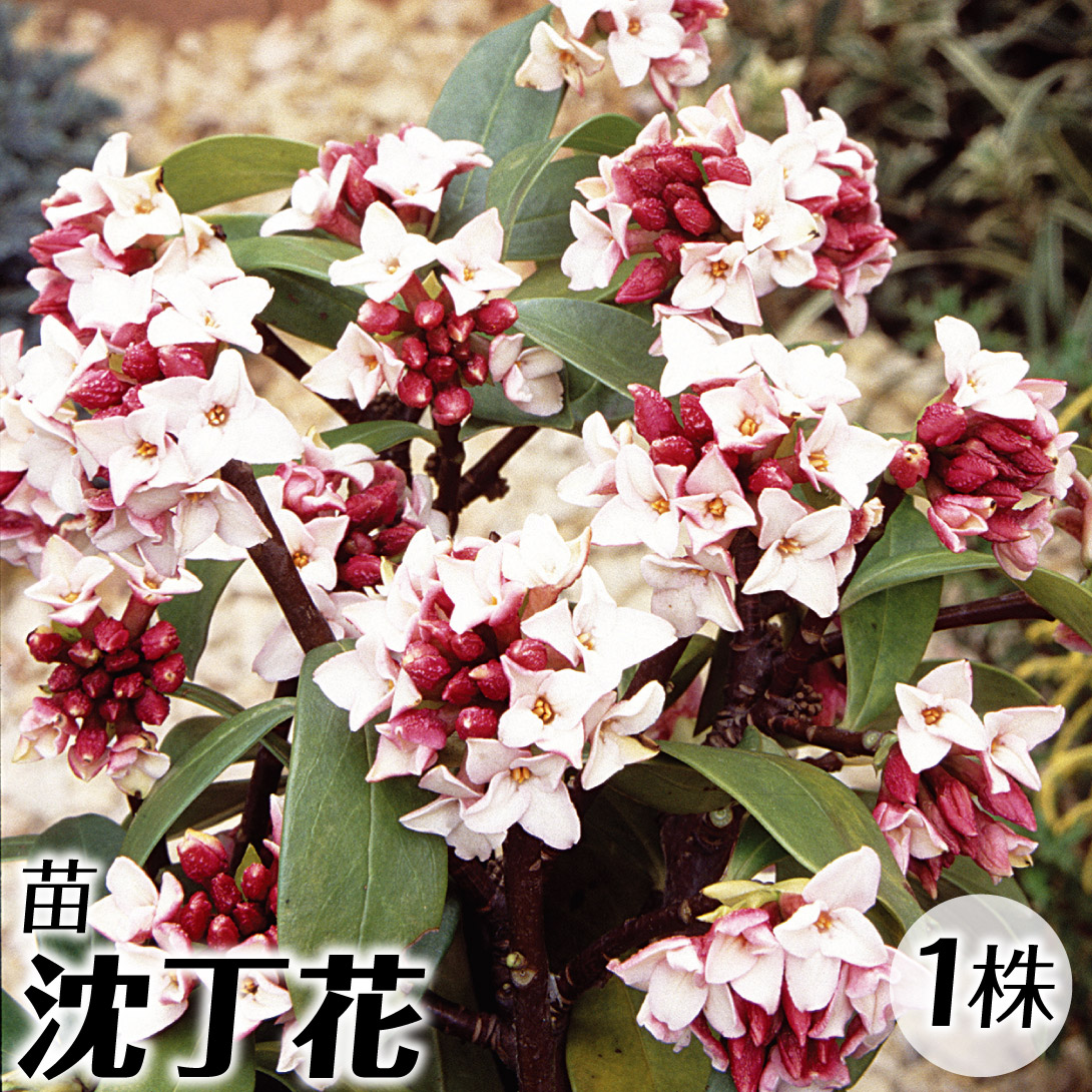 国華園オンラインショップ / 花木苗 沈丁花 1株