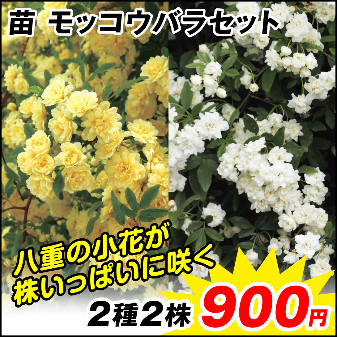 モッコウバラセット