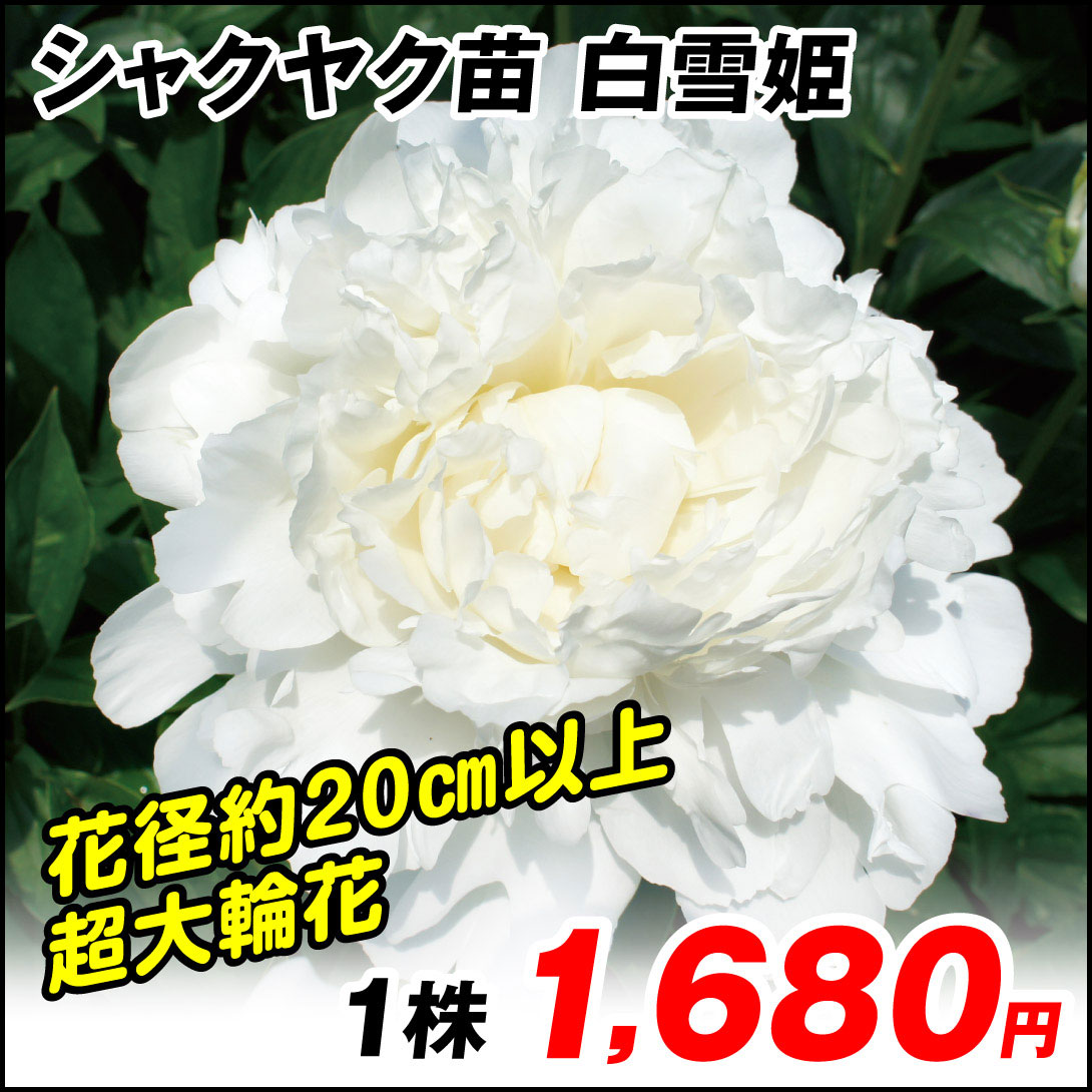 白雪姫