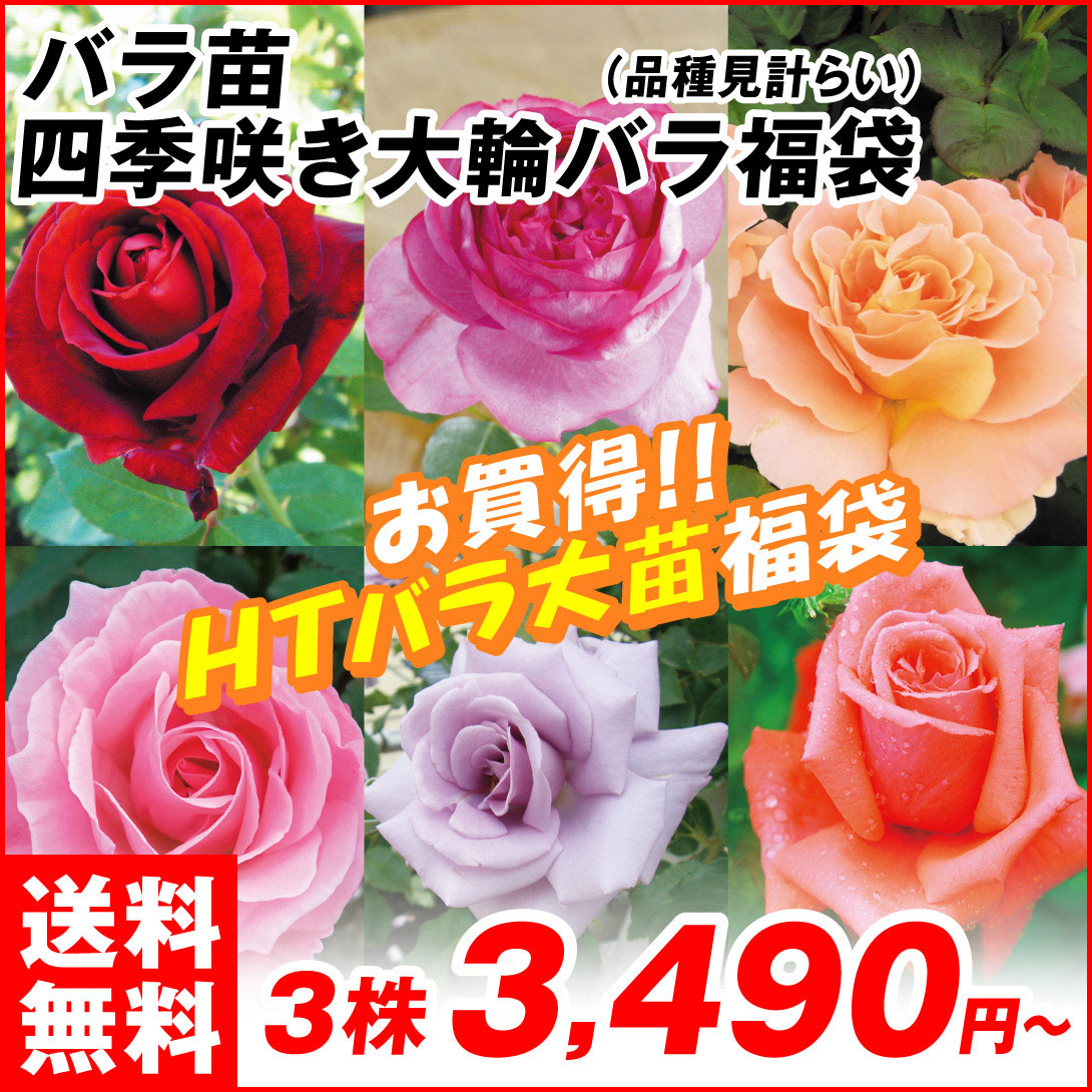 四季咲き大輪バラ福袋