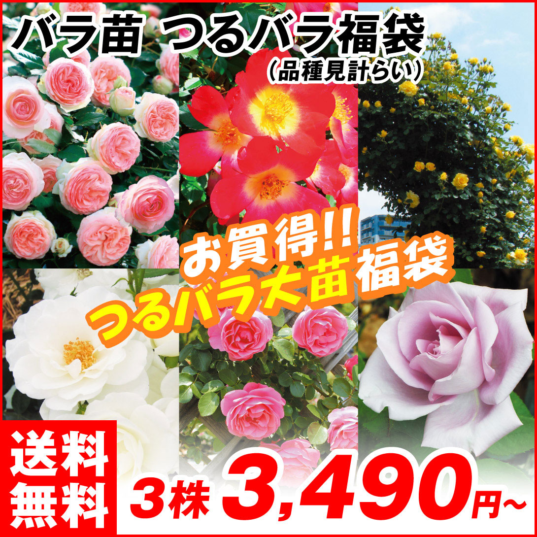 つるバラ福袋