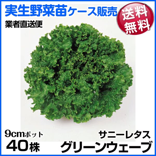 野菜苗ケース販売 サニーレタス(青） グリーンウェーブ 10月発送