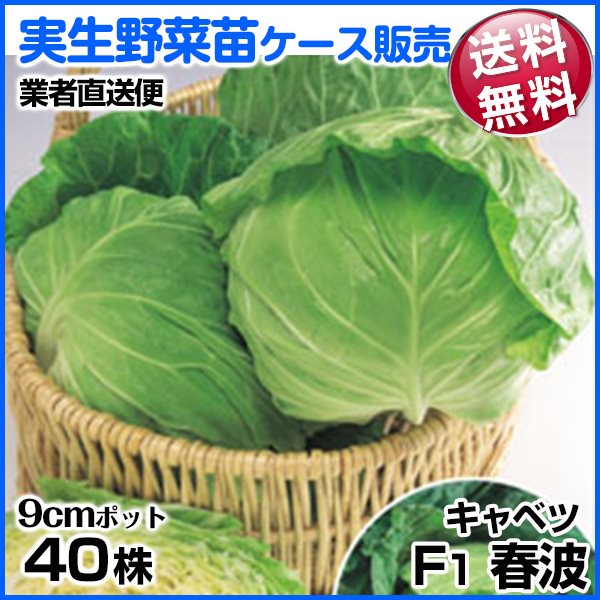 野菜苗ケース販売 キャベツ F1春波 11月発送 1ケース(40株入