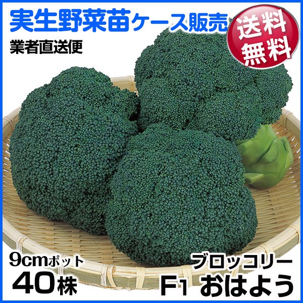 割引購入 おはよう 2000粒 ブロッコリー 種