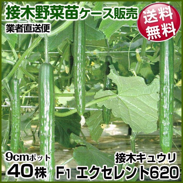 野菜苗ケース販売 キュウリ 接木F1エクセレント６２０ 9月発送 1ケース(40株入) 送料無料 /業者直送便