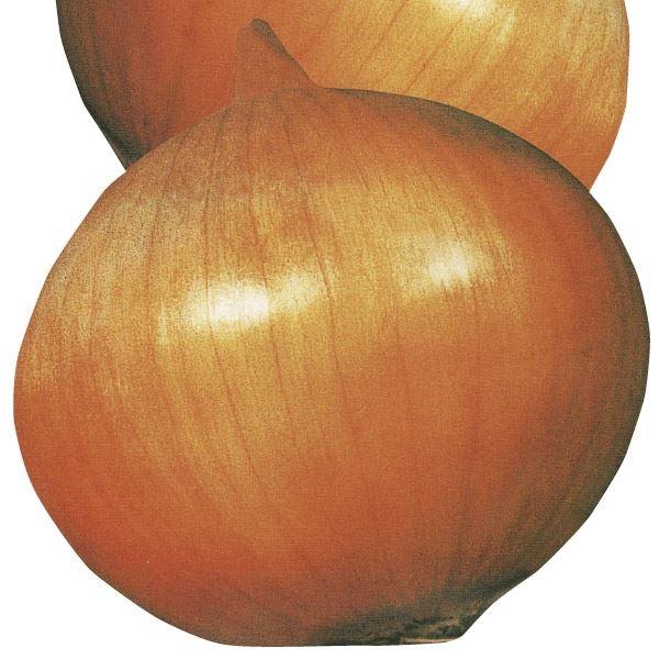 タマネギ 種 たね 丸型大球 1袋(5ml) 玉葱 玉ねぎ 野菜たね YTC02