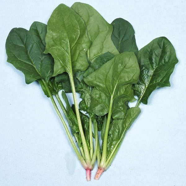 国華園 種 野菜たね ホウレン草 秋ほうれん草...の詳細画像1