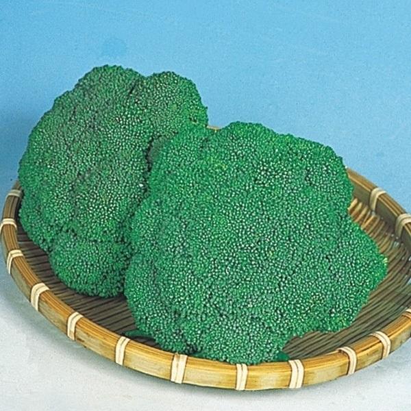 ブロッコリー 種 たね F1ブロッコリー 1袋(1ml) 野菜たね YTC18