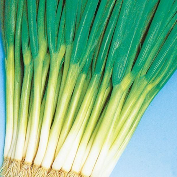 国華園 種 野菜たね ネギ 改良九条葱 1袋（8ml） 葱 くじょう やさいの