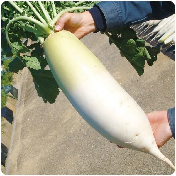 種 野菜たね ダイコン F1大福だいこん 1袋（150粒） 大根 野菜の種 国