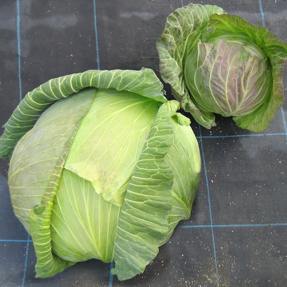 匿名配送キャベツ☺︎  国華園 種 野菜たね キャベツ F1ジャンボキャベツ 1袋（1ml） 甘藍