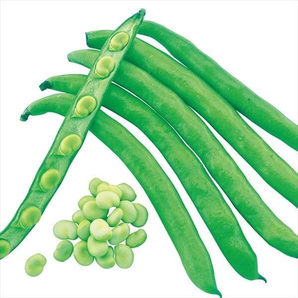 国華園 種 野菜たね マメ ソラマメ サラダそら豆 ポポロ 1袋（10粒