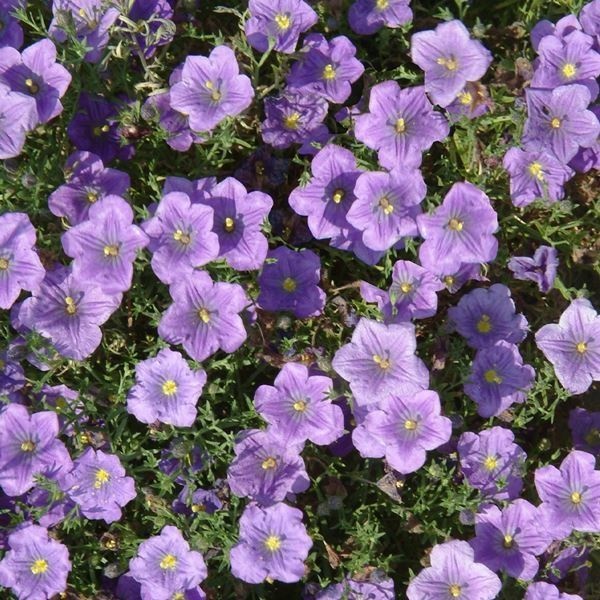ベニスの花 10月のガーデン風景と花の名前 | 季節の植物 | ガーデン情報
