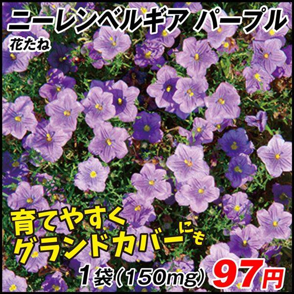 種 花たね ニーレンベルギア パープル 1袋(150mg) : 2022n-p7-0001