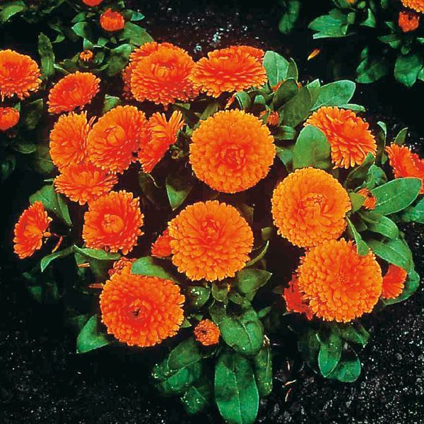 種 花たね キンセンカ ボンボンオレンジ 1袋(20粒)