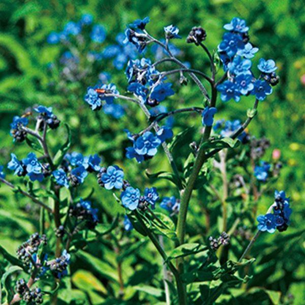 種 花たね シノグロッサム ブルー 1袋(1000mg)