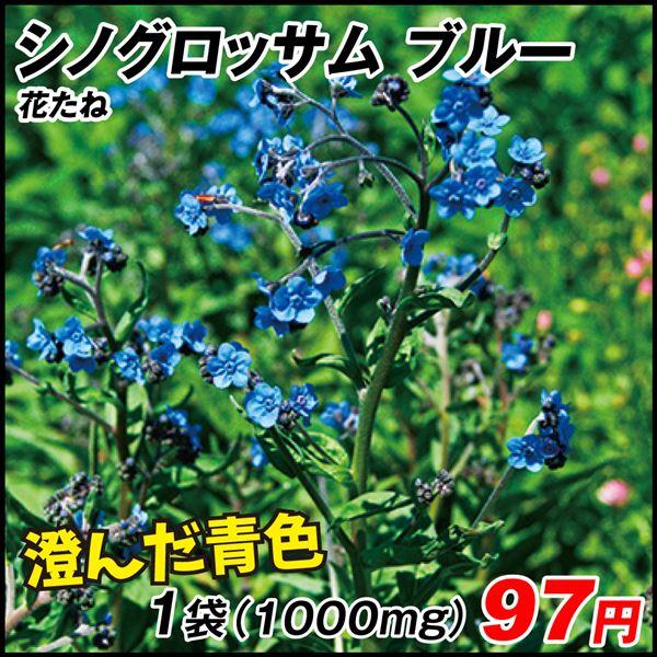 ランキング総合1位ランキング総合1位種 花たね シノグロッサム ブルー 1袋(1000mg) 花