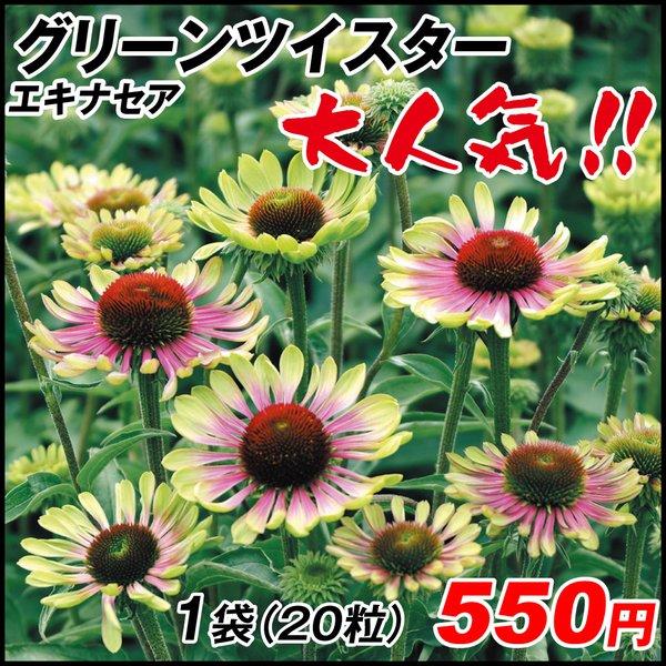 憧れの憧れの種 花たね エキナセア 白 1袋(100mg) 花