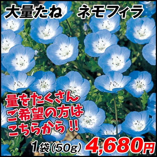 【通販激安】 2021正規激安 種 大量たね ネモフィラ 1袋 50g ネモフィラの種 ネモフィラの花 花たね 花の種 種子 タネ 国華園 rainbow-flower.sakura.ne.jp rainbow-flower.sakura.ne.jp