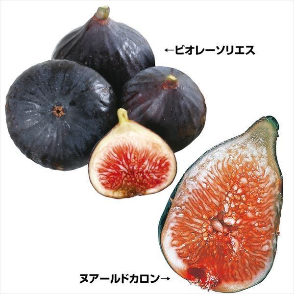 イチジク 苗木 絶品イチジクセット 2種2株 果樹苗 国華園 : 2022n-p8-0011 : 花と緑 国華園 - 通販 - Yahoo!ショッピング