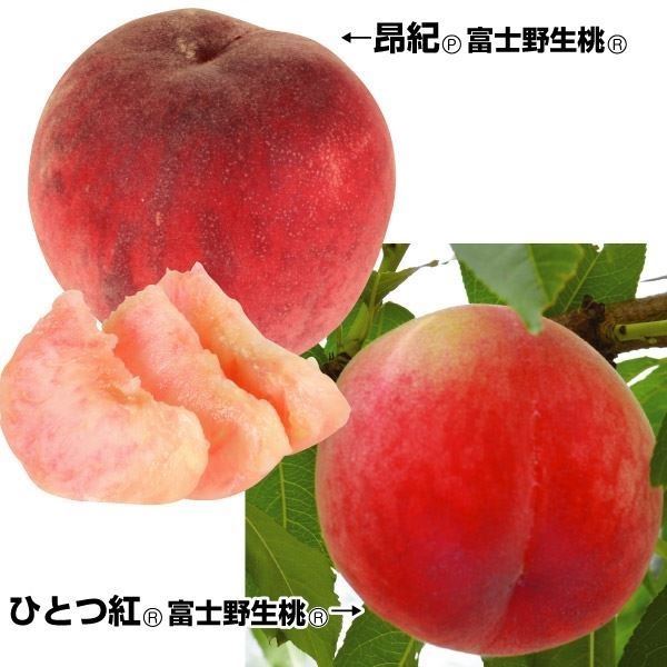 果樹苗 モモ 美味しい早生モモセット 2種2株｜kokkaen
