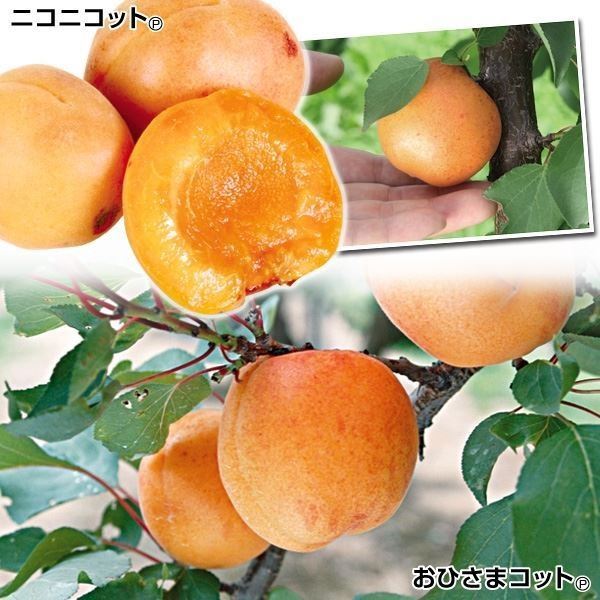 果樹苗 アンズ 生食向きアンズセット 2種2株 : 2022n-p8-0027 : 花と緑 国華園 - 通販 - Yahoo!ショッピング