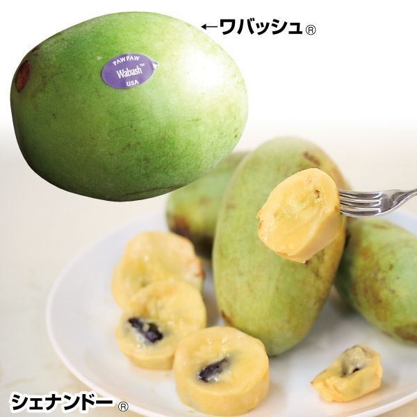 果樹苗 ポポー なめらか大玉ポポーセット 2種2株｜kokkaen