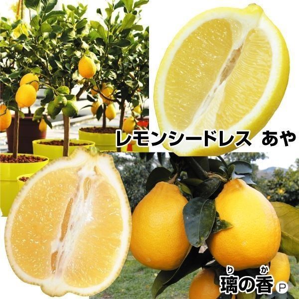 果樹苗 カンキツ 極上レモンセット 2種2株｜kokkaen