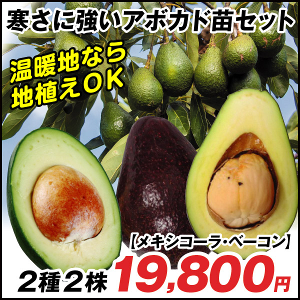 花と緑 国華園 常緑果樹苗 植物 苗 球根 Yahoo ショッピング