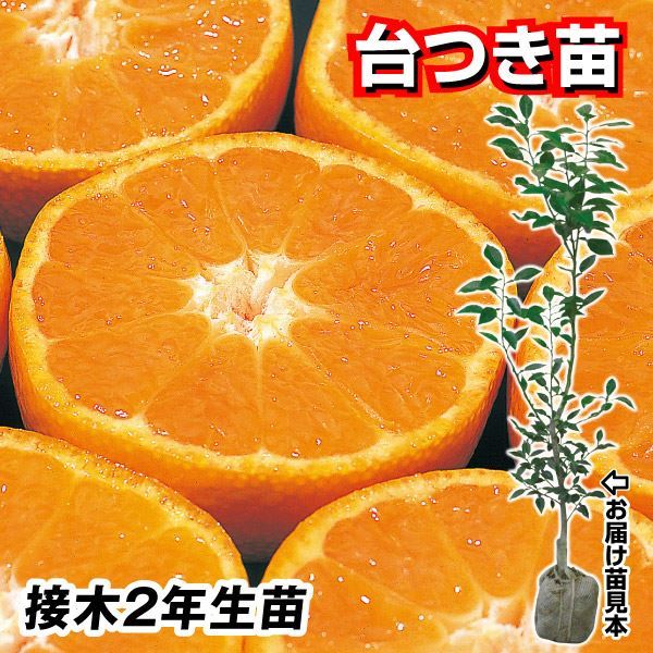 【94%OFF!】 最適な価格 みかん 苗木 苗 石地 台つき 1株 接木2年生苗 みかん苗木 ミカン苗 みかんの木 中生みかん 温州みかん 柑橘 カンキツ 果樹苗 国華園 zestlink.site zestlink.site