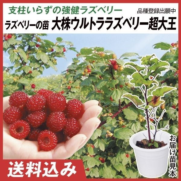 大株ラズベリー ウルトララズベリー超大王 (HARA-Rasp品種登録出願中) 1株 果樹苗 国華園 | 