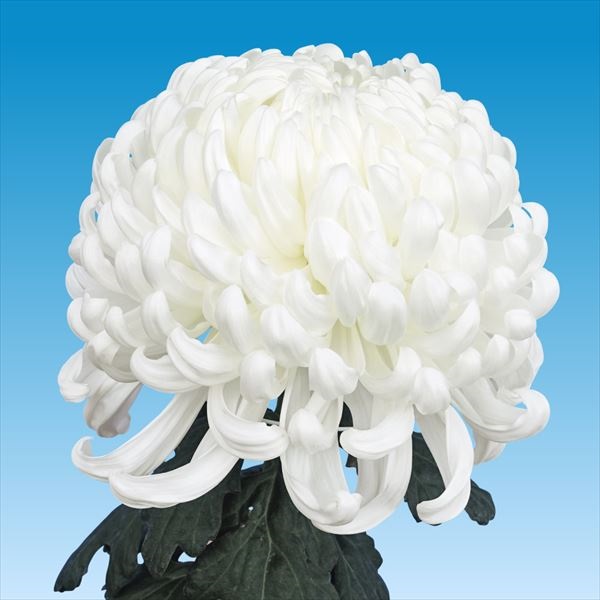 菊苗 大菊 国華海神（農林水産省品種登録出願予定) 1芽