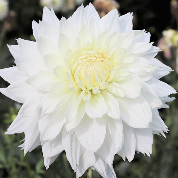 【楽ギフ_包装】 球根 ダリア ホーリードレス ダリアの / 春植え球根 1球 (大輪) 花