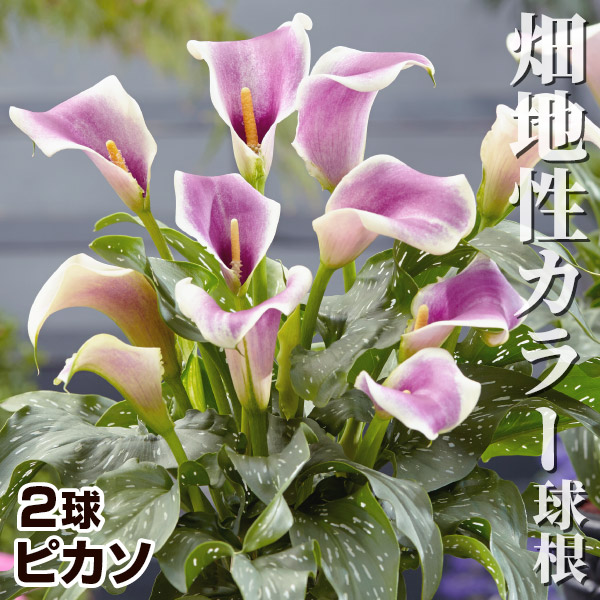 国華園 畑地性カラー 球根 ピカソ 2球 畑地性カラーの球根 春植え球根