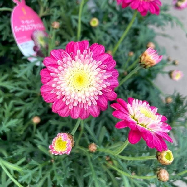 kuroトルコキキョウ苗 ケース花苗 トルコキキョウ 紫系ミックス (無選別) 48株（2ケース