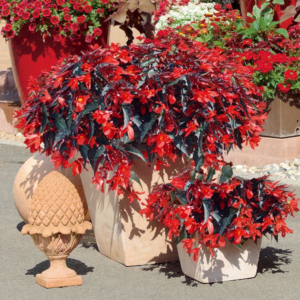 苗 ベゴニア」の人気商品一覧 | 安い商品を通販サイトから探す - 価格.com