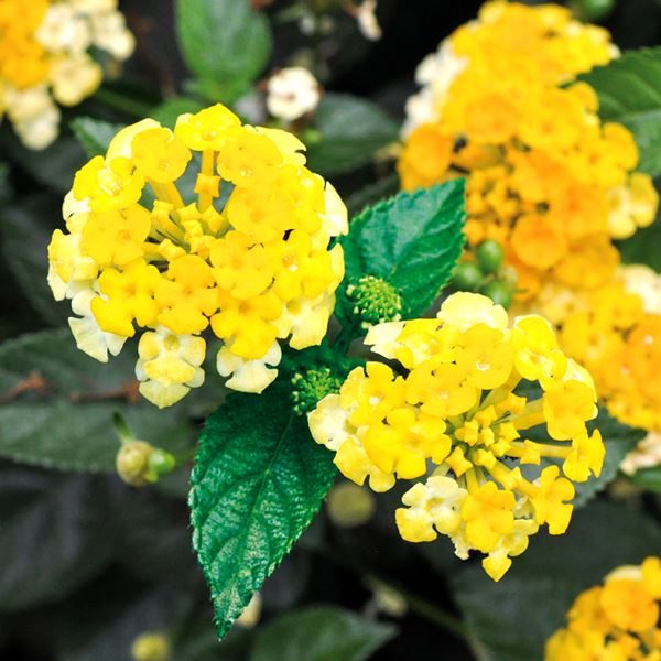 ぴ 花苗 6株 Amazon | はなみどり 季節のおまかせ寄せ植えセット 花苗 6株 | 花