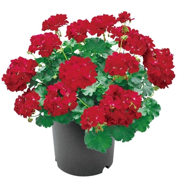 �ԕc �X�[�p�[�[���j���[�� �`�����s�I�� ���b�hPVP 2�� PW �Ԃ̕c �[���j�E��