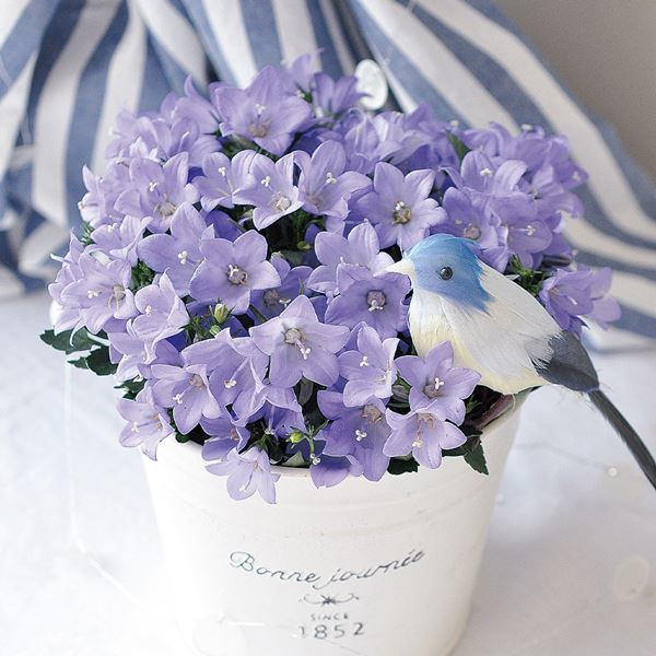 �ԕc �J���p�j���� �����[�x��PVP 2�� PW �Ԃ̕c