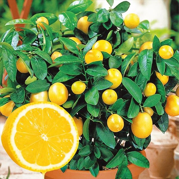 有用植物苗 レモン レモン２１ 2株