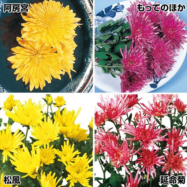 食用菊 苗 定番食用菊セット 4種4株 / 食用 花 菊 延命菊 松風 阿房宮