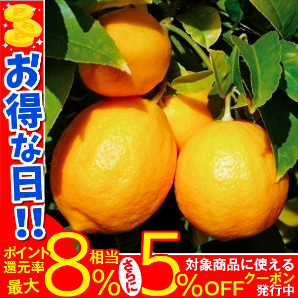 レモン苗 マイヤーレモン 1株 果樹苗 カンキツ : 2023-p3-0090 : 花と