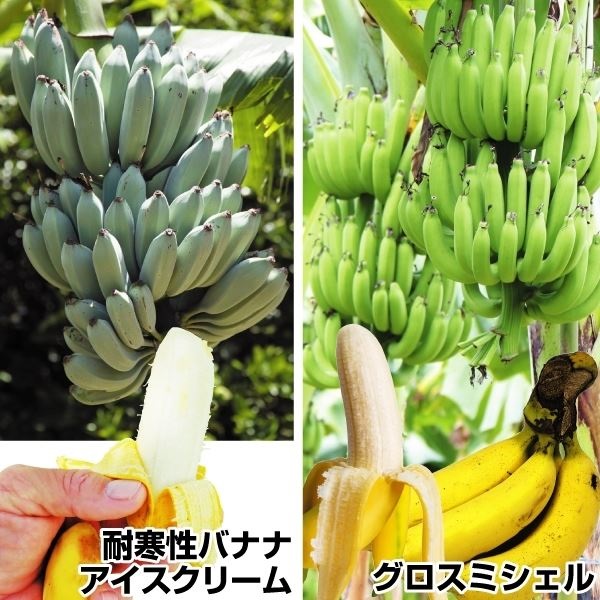 バナナ苗 超人気バナナセット 2種2株 果樹苗 トロピカル｜kokkaen