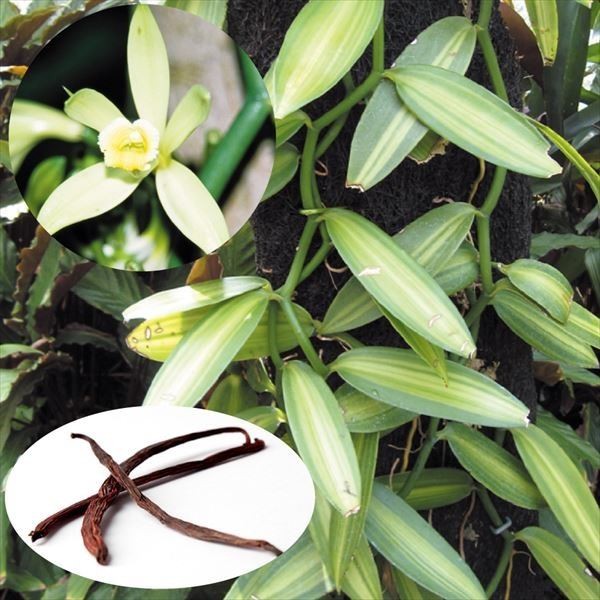 果樹苗 バニラ 斑入りバニラ 1株 : 花と緑 国華園 - 通販 - Yahoo