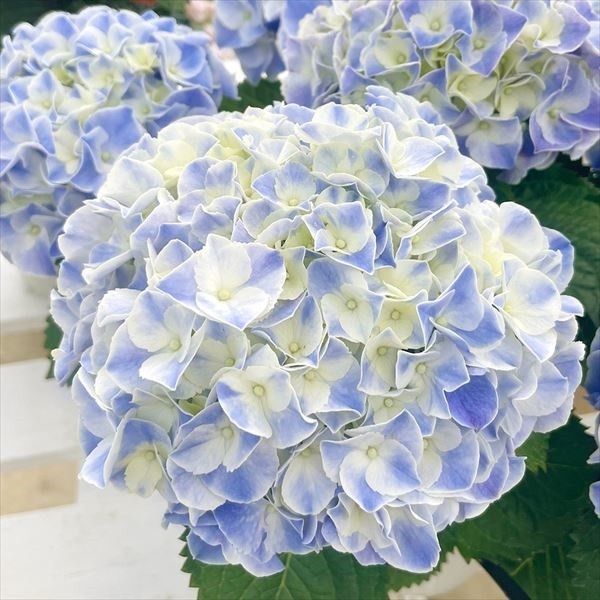 アジサイ 苗 マジカルマーブルブルー（品種登録出願中） 1株 紫陽花苗